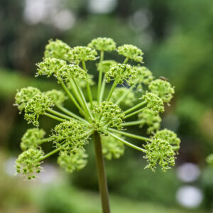 ANGELICA ARCHANGELICA, L, ANGELICA, APIACEAE, EUROPA SETTENTRIONALE, ASIA SETTENTRIONALE - 1064