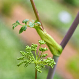 ANGELICA ARCHANGELICA, L, ANGELICA, APIACEAE, EUROPA SETTENTRIONALE, ASIA SETTENTRIONALE - 1065