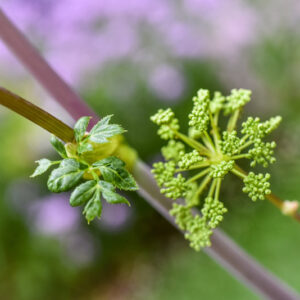 ANGELICA ARCHANGELICA, L, ANGELICA, APIACEAE, EUROPA SETTENTRIONALE, ASIA SETTENTRIONALE - 1066