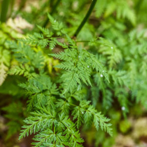 ANTHRISCUS SYLVESTRIS, L, CERFOGLIO AROMATICO, COW PARSLEY, APIACEAE, EUROPA, ASIA - 1050