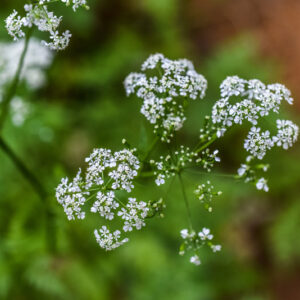 ANTHRISCUS SYLVESTRIS, L, CERFOGLIO AROMATICO, COW PARSLEY, APIACEAE, EUROPA, ASIA - 1051