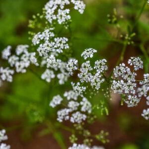 ANTHRISCUS SYLVESTRIS, L, CERFOGLIO AROMATICO, COW PARSLEY, APIACEAE, EUROPA, ASIA - 1053
