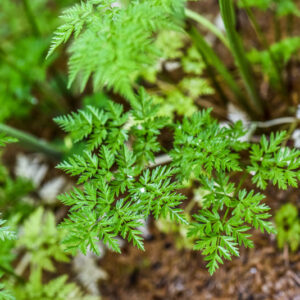 ANTHRISCUS SYLVESTRIS, L, CERFOGLIO AROMATICO, COW PARSLEY, APIACEAE, EUROPA, ASIA - 1054