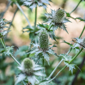 ERYNGIUM GIGANTEUM, CALCATREPPOLA MAGGIORE, MISS WILLMATT'S GHOST, CAUCASO SETTENTRIONALE, APIACEAE - 3346