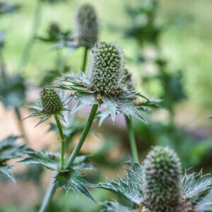 ERYNGIUM GIGANTEUM, CALCATREPPOLA MAGGIORE, MISS WILLMATT'S GHOST, CAUCASO SETTENTRIONALE, APIACEAE - 3347