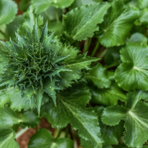 ERYNGIUM GIGANTEUM, CALCATREPPOLA MAGGIORE, MISS WILLMOTT'S GHOST, CAUCASO SETTENTRIONALE - 1072