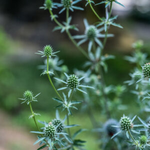 ERYNGIUM PLANUM, L, BLUE ERYNGO, EUROPA, ASIA, APIACEAE - 3349