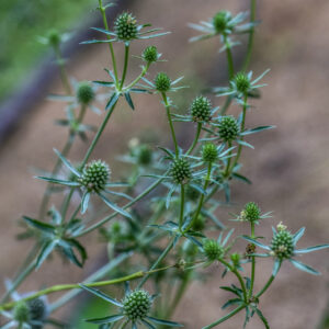 ERYNGIUM PLANUM, L, BLUE ERYNGO, EUROPA, ASIA, APIACEAE - 3350