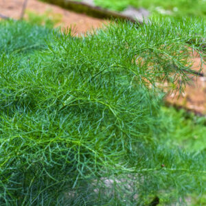 FERULA COMMUNIS, FINOCHIACCIO, L,  GIANT FENNEL, APIACEAE, AREA MEDITERRANEA - 1075