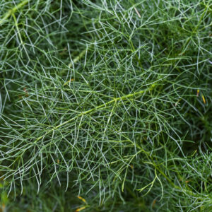FERULA COMMUNIS, FINOCHIACCIO, L, GIANT FENNEL, APIACEAE, AREA MEDITERRANEA - 1076