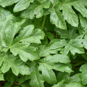 HERACLEUM LONGIFOLIUM, APIACEAE - 1056