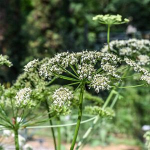 HERACLEUM MANTEGAZZIANUM, PÀNACE DI MANTEGAZZA O DI MANTEGAZZI, APIACEAE - 3119