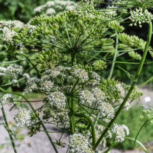 HERACLEUM MANTEGAZZIANUM, PÀNACE DI MANTEGAZZA O DI MANTEGAZZI, APIACEAE - 3120