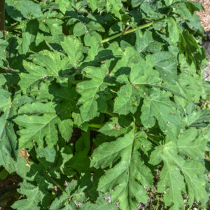 HERACLEUM MANTEGAZZIANUM, PÀNACE DI MANTEGAZZA O DI MANTEGAZZI, APIACEAE - 3121