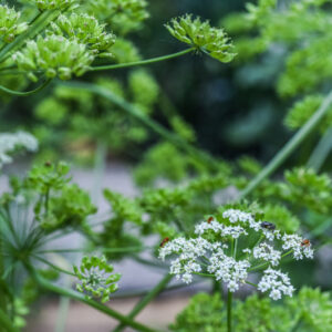 HERACLEUM MANTEGAZZIANUM, PÀNACE DI MANTEGAZZA O DI MANTEGAZZI, APIACEAE - 3342