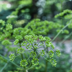 HERACLEUM MANTEGAZZIANUM, PÀNACE DI MANTEGAZZA O DI MANTEGAZZI, APIACEAE - 3343