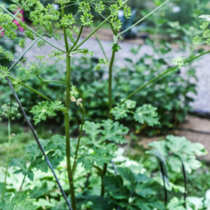 HERACLEUM MANTEGAZZIANUM, PÀNACE DI MANTEGAZZA O DI MANTEGAZZI, APIACEAE - 3344