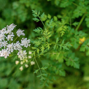 OENANTHE CROCATA, L, APIACEAE, EUROPA OCCIDENTALE, MAROCCO - 1203