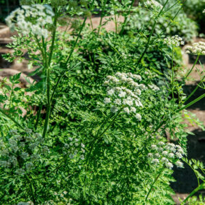 OENANTHE CROCATA, L, APIACEAE, MAROCCO - 1543
