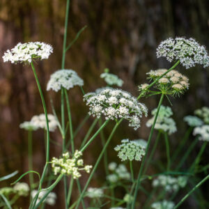 OENANTHE PIMPINELLOIDES, L, APIACEAE - 0879