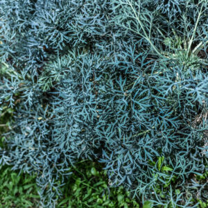 SESELI GUMMIFERUM, MEDITERRANEO ORIENTALE, APIACEAE - 3354