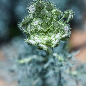 SESELI GUMMIFERUM, MEDITERRANEO ORIENTALE, APIACEAE - 3355