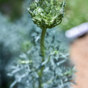 SESELI GUMMIFERUM, MEDITERRANEO ORIENTALE, APIACEAE - 3356