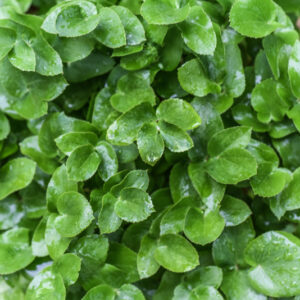 SIUM SISARUM, L, SEDANINA, SISARO, SKIRRET, APIACEAE, EUROPA ORIENTALE - 1113