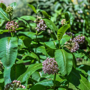 ASCLEPIAS SYRIACA, L, PIANTA DEI PAPPAGALLI, COMMON MILKWEED, AMERICA SETTENTRIONALE, APOCYNACEAE - 3542