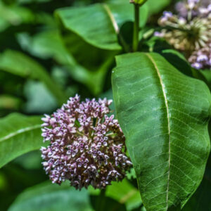 ASCLEPIAS SYRIACA, L, PIANTA DEI PAPPAGALLI, COMMON MILKWEED, AMERICA SETTENTRIONALE, APOCYNACEAE - 3543
