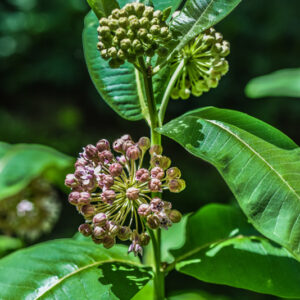 ASCLEPIAS SYRIACA, L, PIANTA DEI PAPPAGALLI, COMMON MILKWEED, AMERICA SETTENTRIONALE, APOCYNACEAE - 3544