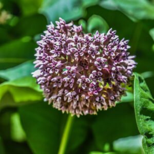 ASCLEPIAS SYRIACA, L, PIANTA DEI PAPPAGALLI, COMMON MILKWEED, AMERICA SETTENTRIONALE, APOCYNACEAE - 3545