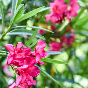 OLEANDRO, ROSEBAY TREE, NERIUM OLEANDER, L, APOCYNACEAE - 3398
