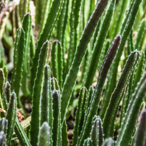 STAPELIA GIGANTEA - APOCYNACEAE - 2816