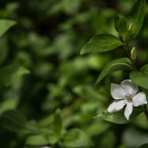 VINCA DIFFORMIS, PERVINCA OVATA, INTERMEDIATE PERIWINKLE - 0092