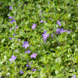 VINCA DIFFORMIS, PERVINCA OVATA, INTERMEDIATE PERIWINKLE - 0093