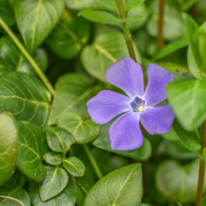 VINCA MAJOR, L, PERVINCA MAGGIORE, BIGLEAF PERIWINKLE, APOCYNACEAE - 0155