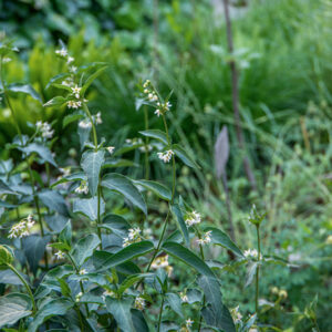 VINCETOXICUM HIRUNDINARIA MEDIC, APOCYNACEAE, EUROPA - 1671