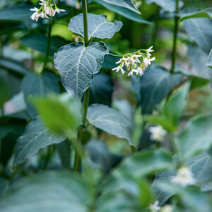 VINCETOXICUM HIRUNDINARIA MEDIC, APOCYNACEAE, EUROPA - 1672