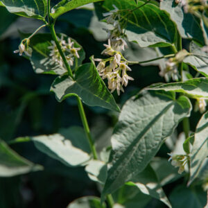 VINCETOXICUM HIRUNDINARIA MEDIC, APOCYNACEAE, EUROPA - 1673