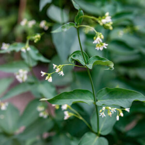 VINCETOXICUM HIRUNDINARIA, MEDIK, APOCYNACEAE - 0889