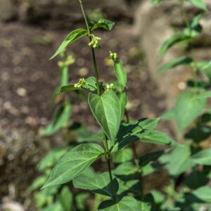 VINCETOXICUM HIRUNDINARIA, VINCETOSSICO COMUNE, APOCYNACEAE - 2764
