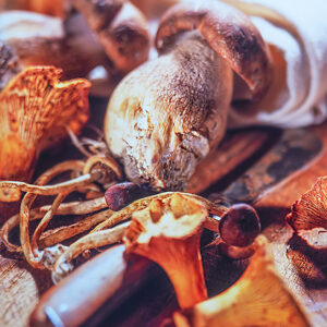 FUNGHI - S4300 - 8392