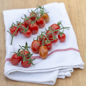 POMODORI PICCADILLY - 0677