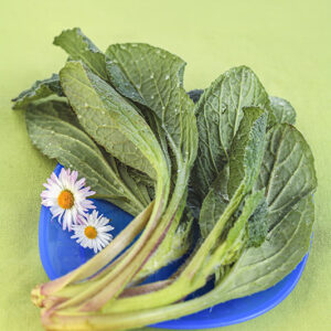 PICNIC - BORRAGINE - 4600