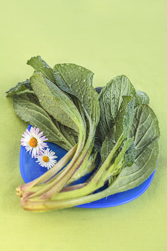 PICNIC - BORRAGINE - 4600