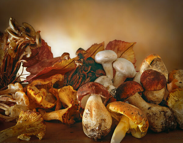 FUNGHI - OVOLI, PORCINI, CHIODINI, FINFERLI, CHAMPIGNON - S04950 - 70102