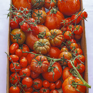 VARIETÀ DI POMODORI - 3790
