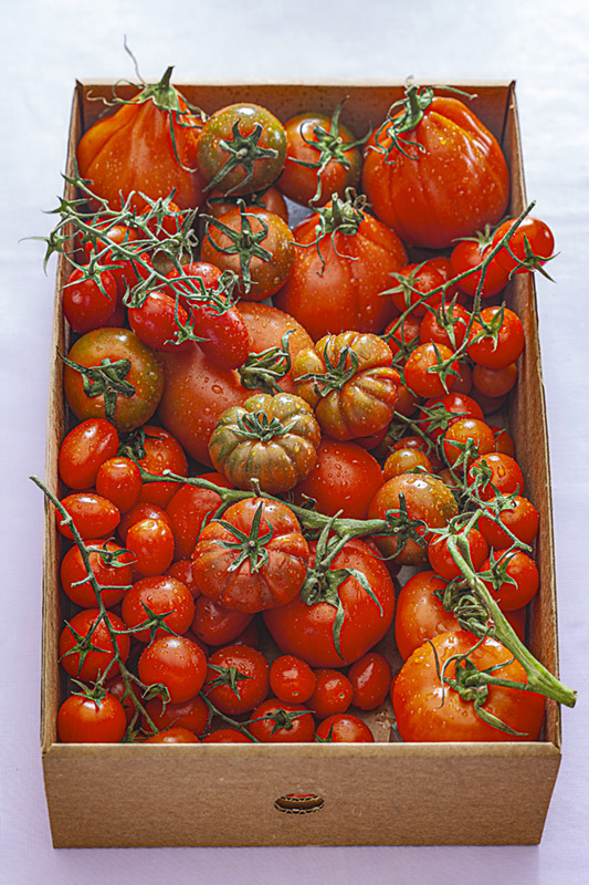 VARIETÀ DI POMODORI - 3790