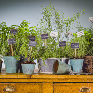APERTURA ERBE AROMATICHE - GT6J1860